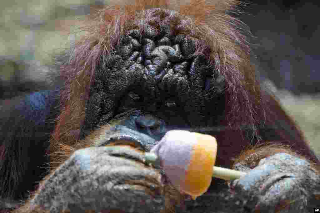 Seekor orangutan memandangi es loli yang diberikan penjaga kebun binatang kepada hewan-hewan agar mereka tetap segar sementara suhu meningkat tajam di kebun binatang Roma, Italia.