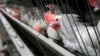 US Challenges Chinese Duties on Chicken Exports at WTO 