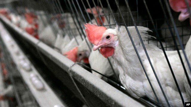 Grupos activistas  habían presionado a la cadena de restaurantes Subway para que haga el cambio.