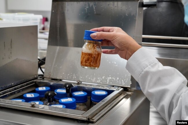 A bottle with wood from quillay tree, or Soapbark tree (Quillaja saponaria), which are native to Chile and contain a substance that can be used in coronavirus disease (COVID-19) vaccines, is shown in a laboratory at a nursery operated by U.S.-based Desert King International.