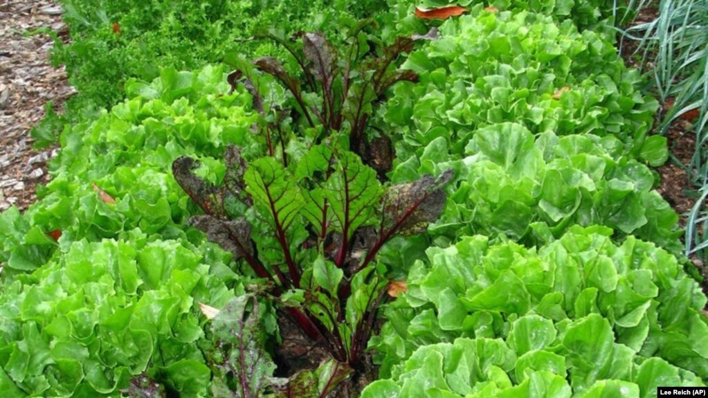 This undated photo shows a bed with endive and beets growing together for autumn harvest in New Paltz, New York.