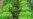 How to Limit Weeds in Your Garden