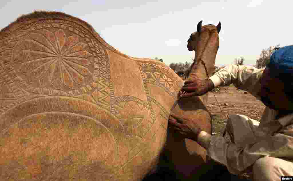 A sacrificial camel gets a haircut with patterns at the animal market on the outskirts of Karachi, Pakistan, Sept. 22, 2015.