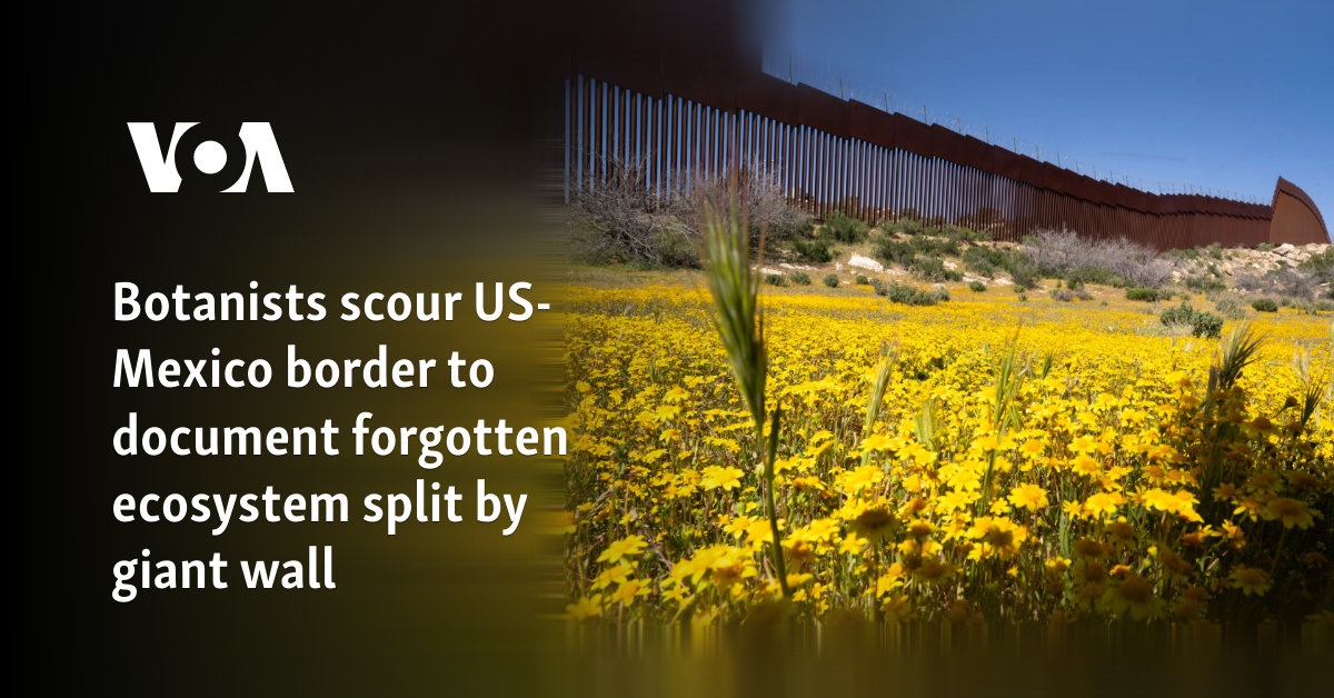 Botanists scour US-Mexico border to document forgotten ecosystem split by giant wall