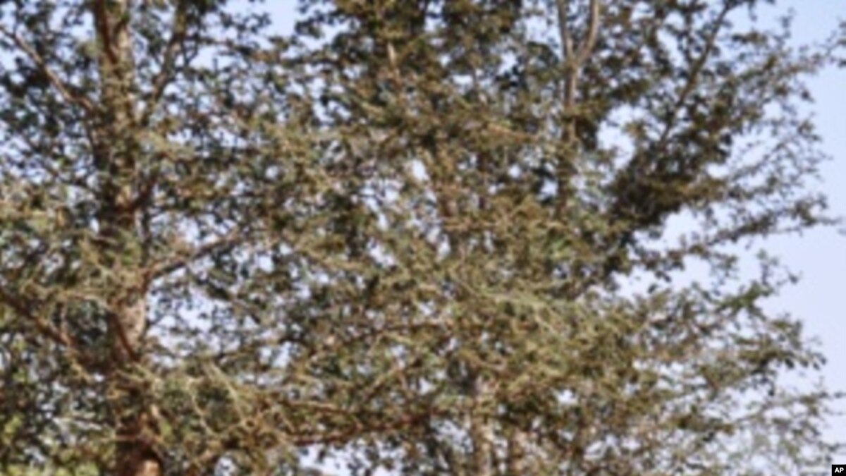 Zambian Farmers Encouraged to Grow NutrientRich Trees