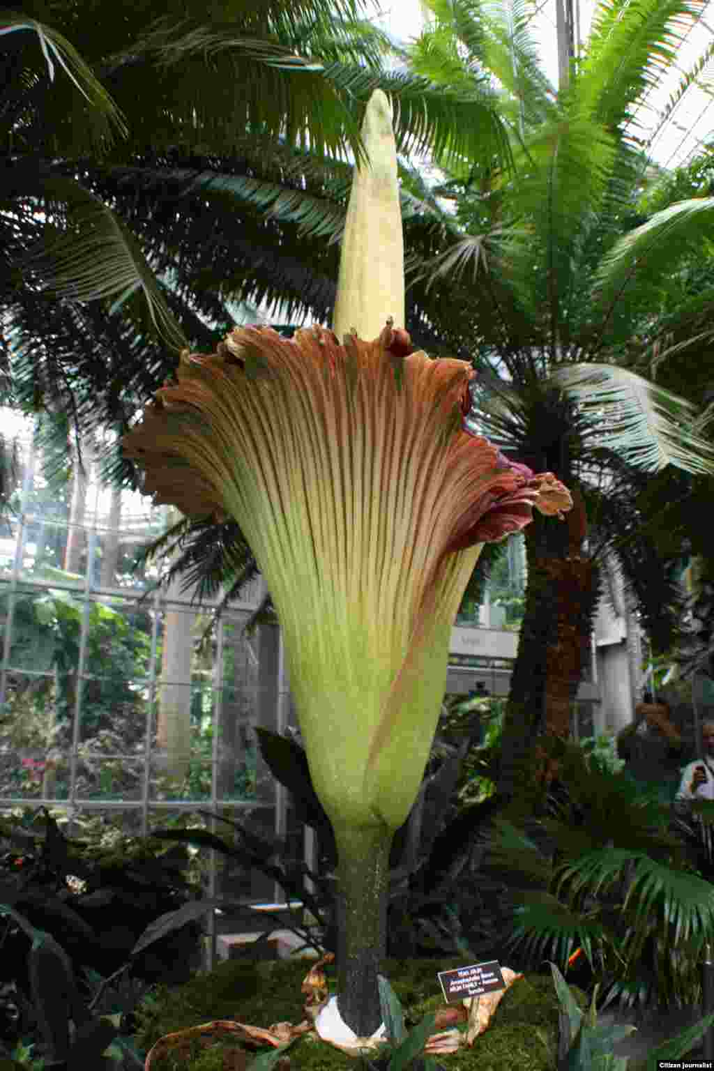 ດອກໄມ້ຍັກ Titan Arum ດອກນີ້ໃຊ້ເວລາກວ່າ ຫ້າປີຊຶ່ງບານອອກມາໃຫ້ເຫັນ