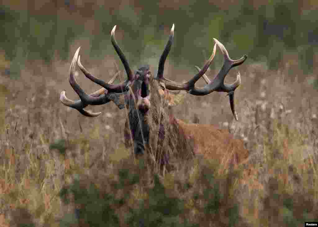 A male deer roars in a field near the village of Dobrovolya, southwest of Minsk, Belarus.