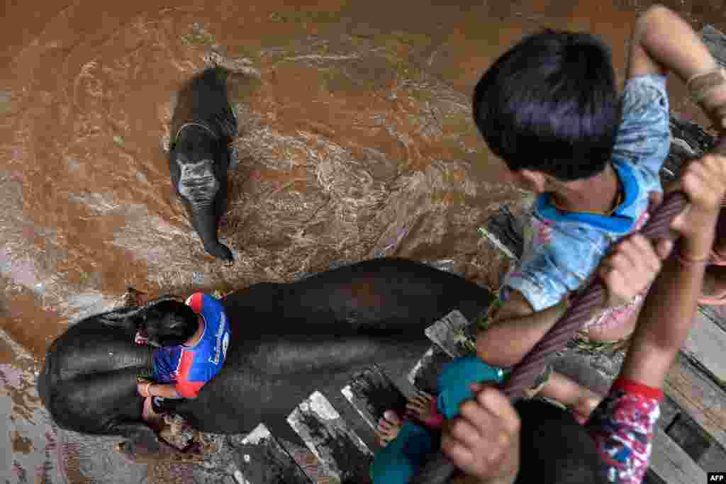تھائی لینڈ کے صوبے چیانگ مے میں بھی 100 ہاتھی سیاحتی مقامات سے نقل مکانی کر کے پہنچے ہیں۔ جہاں وہ لوگوں کی توجہ کا مرکز بھی بنے ہوئے ہیں۔