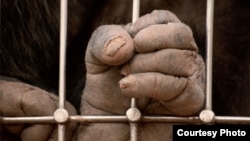At least 3,000 great apes believed trafficked every year. Credit: GRASP
