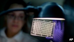 Seorang ahli mikrobiologi memeriksa apakah suatu bakteri kebal antibiotik dalam sebuah lab di Atlanta, Georgia, AS.
