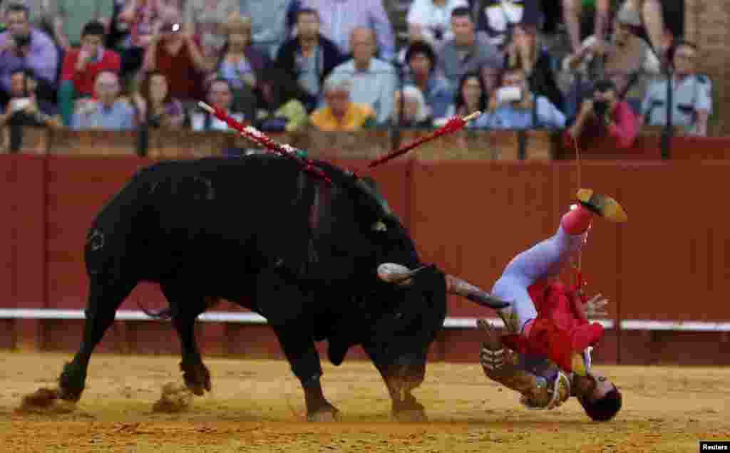 Spanish matador Miguel Angel Delgado is tackled by a bull during a bullfight at the Maestranza bullring in the Andalusian capital of Seville, southern Spain, Oct.12, 2015.