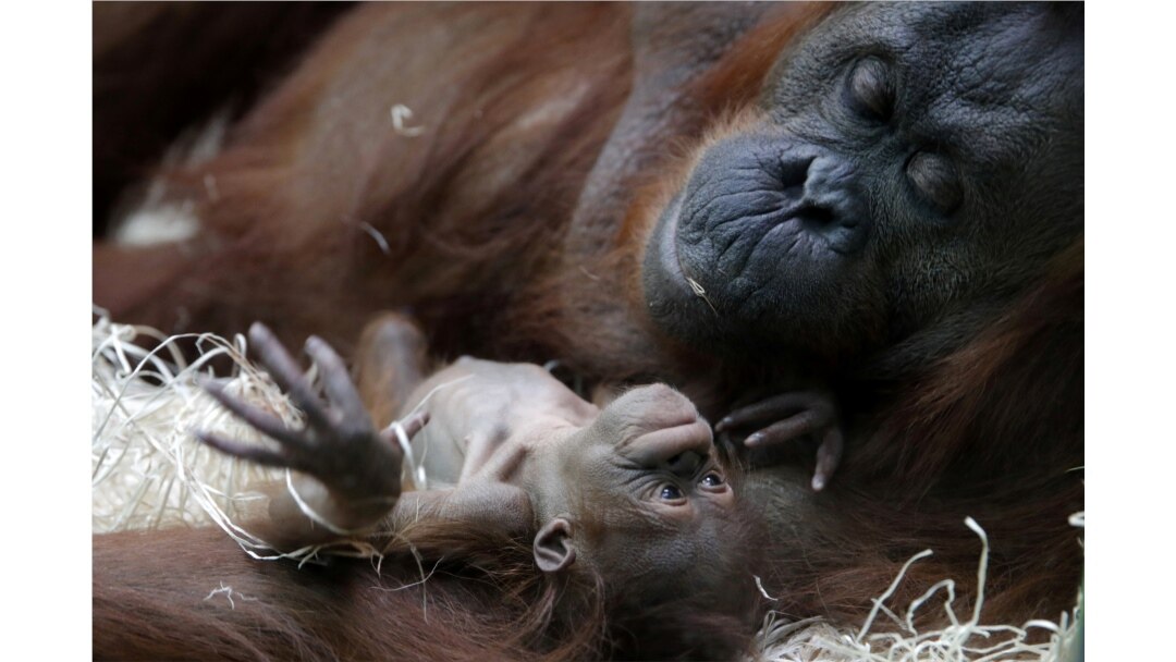 Orangutan khas Kalimantan (bornean orangutan/Pongo pygmaeus) Theodora dan bayinya yang baru lahir, Java, di kebun binatang Jardin des Plantes, Paris, Perancis, 2 Oktober 2018. (Foto: dok).