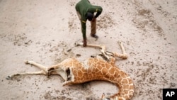 FILE - Mohamed Mohamud, a ranger from the Sabuli Wildlife Conservancy, looks at the carcass of a giraffe that died of hunger near Matana Village, Wajir County, Kenya, Oct. 25, 2021.