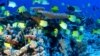 Experts Optimistic Coral Reefs Will Survive