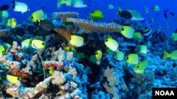 Reef fish are seen in the Papahanaumokuakea Marine National Monument, a protected ocean conservation area in Hawaii. (NOAA)