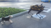 Google's Robot Dog Meets the Real Thing 
