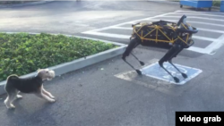 Spot, a robot dog, plays with a real life dog, Alex.