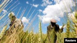 FILE - Ethiopian farmers Mandefro Tesfaye (L) and Tayto Mesfin collect wheat in their field in Abay, north of Ethiopia's capital Addis Ababa.