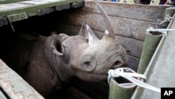 A female black Rhino stands in a box before being transported during rhino translocation exercise In the Nairobi National Park, Kenya, June 26, 2018. Ministry of Tourism and Wildlife said July 18, 2018, that a ninth black rhino has died after being relocated to a new sanctuary in a national park. 