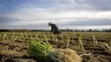 ARCHIVO - El sector agropecuario en América Latina provee el 14 % de empleo total de la región, sin embargo, la pobreza amenaza la estabilidad del sector.