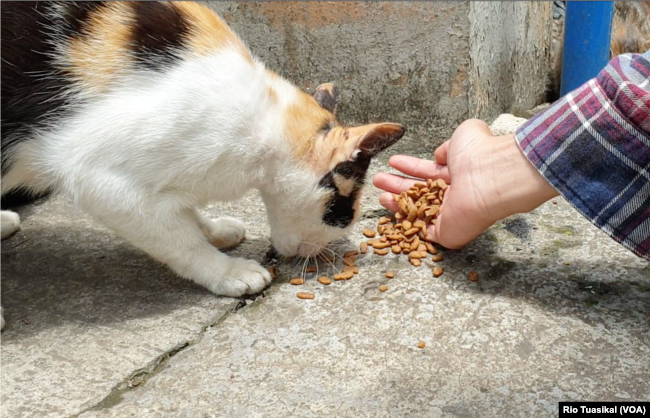 FILE - Volunteer Dwi Putra gives cat food in Feed Not Bomb. (VOA/Rio Tuasikal)