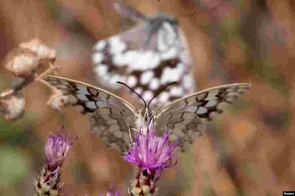 A butterfly is seen on a flower on Mount Hymettus in Athens, Greece.