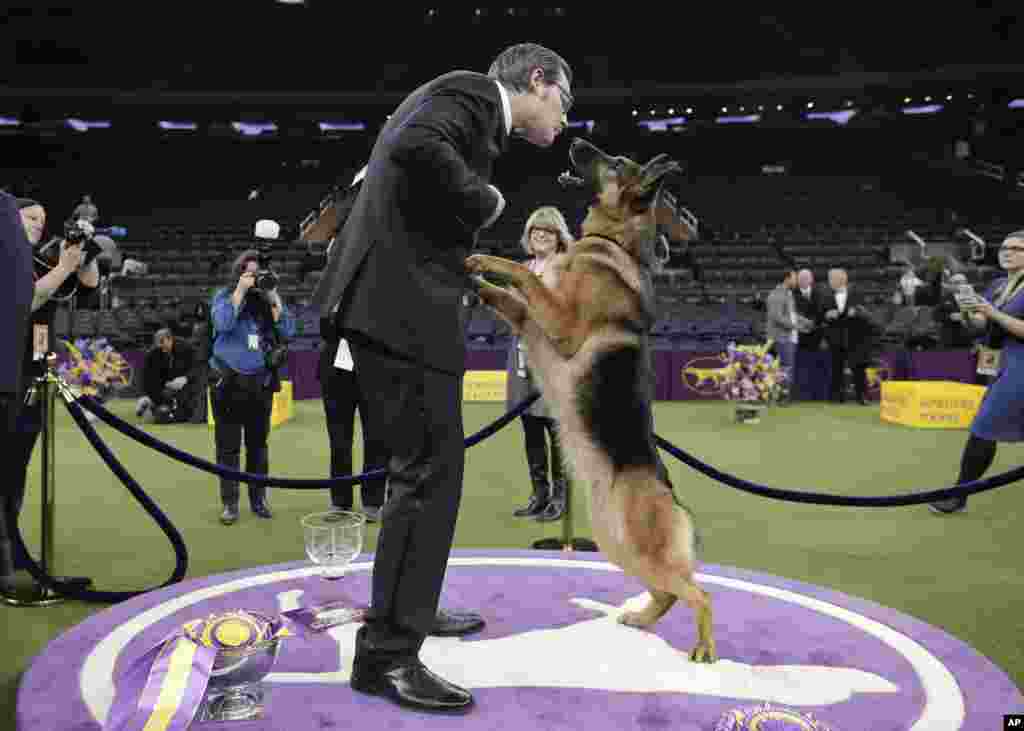 Rumor, a German shepherd, leaps to lick the face of her handler and co-owner Kent Boyles after winning Best in Show at the 141st Westminster Kennel Club Dog Show in New York.