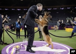 Rumor, a German shepherd, leaps to lick her handler and co-owner Kent Boyles on the face after winning Best in Show at the 141st Westminster Kennel Club Dog Show, early Wednesday, Feb. 15, 2017, in New York.