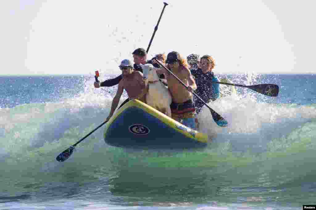 Dana McGregor (L), his children, friends and Pismo his surfing goat catch a wave in San Clemente, California.