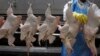 Plusieurs pays interdisent l'importation de volailles sud-africaines en raison de la grippe aviaire