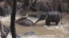تھائی لینڈ: آبشار میں گرنے سے گیارہ ہاتھی ہلاک 