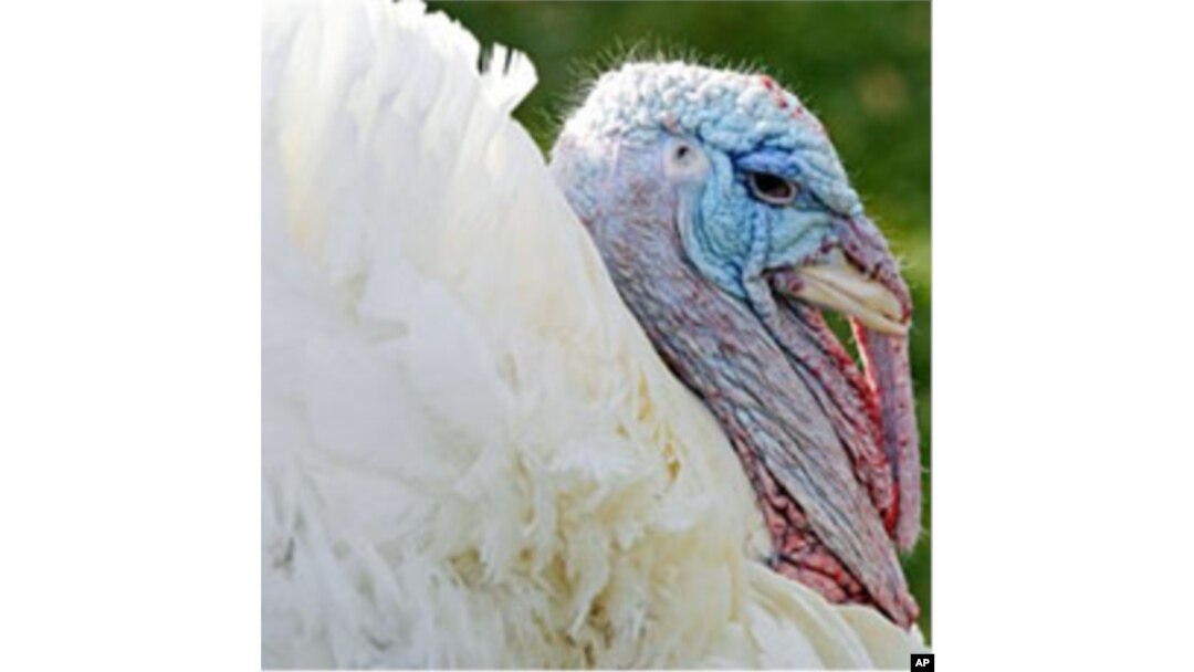 Apple, the National Thanksgiving Turkey, is pictured before being pardoned by President Barack Obama during a ceremony at the White House, 24 Nov 2010