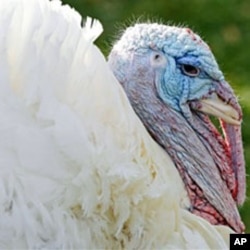 Apple, the National Thanksgiving Turkey, is pictured before being pardoned by President Barack Obama during a ceremony at the White House, 24 Nov 2010
