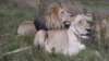 New Study Shows African Lion Populations Declining