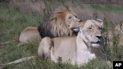 Researchers warn that the king of the animals - the lion is rapidly losing its habitate in the savannahs of Africa.