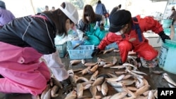 资料照片：2011年4月6日，日本妇女在茨城县北茨城市的平方鱼市场整理新鲜捕获的鱼，该市场位于受灾的福岛第一核电站以南。（法新社照片）