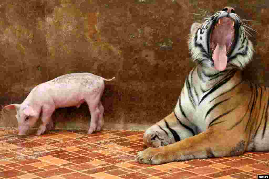 A tiger yawns next to a piglet at the Sriracha Tiger Zoo, in Chonburi province, Thailand.