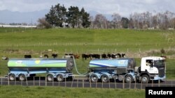 Mobil tangki susu melewati sapi-sapi peternakan saat tiba di pabrik Te Rapa milik Fonterra dekat Hamilton, Selandia Baru, 6 Agustus 2013.