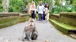 Seekor monyet di kawasan Hutan Lindung Sangeh, Bali, Desember 2019. (Foto:VOA/ Nurhadi)