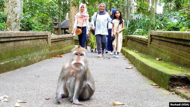 Seekor monyet di kawasan Hutan Lindung Sangeh, Bali, Desember 2019. (Foto:VOA/ Nurhadi)