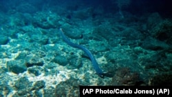 An eel swims toward the Pisces V submersible at the summit of the Cook seamount during a dive off the coast of Hawaii's Big Island on Sept. 6, 2016.
