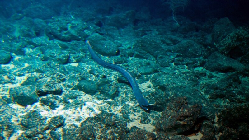 Japanese Aquarium Seeks People to FaceTime with Sea Creatures