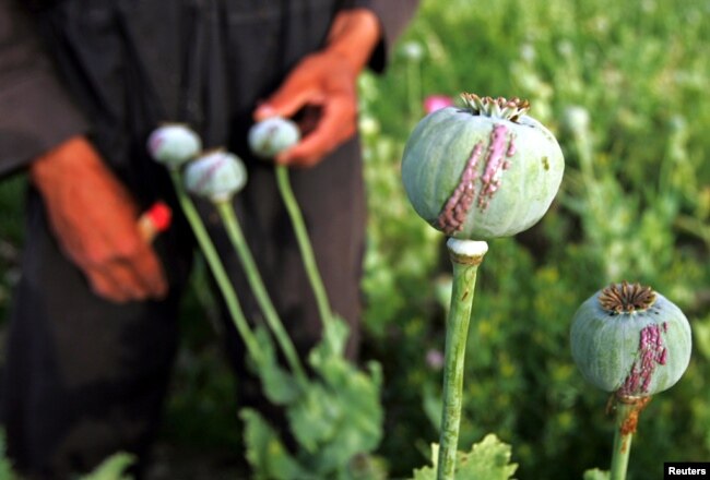 Proses untuk mendapatkan opium, di sebuah desa di luar Provinsi Balkh, sekitar 500 km sebelah utara Kabul. (Foto: Reuters)