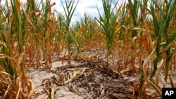 미국 전역의 가뭄이 심화되는 가운데, 일리노이 주 루이빌 시 농장의 말라붙은 옥수수 줄기들.