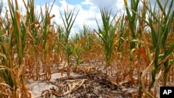 Burnt stalks lie on the ground among rows of corn damaged by drought in a parched field in Louisville, Ill. on Monday, July 16, 2012. 