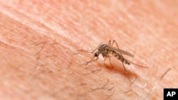 Malaria-causing mosquito