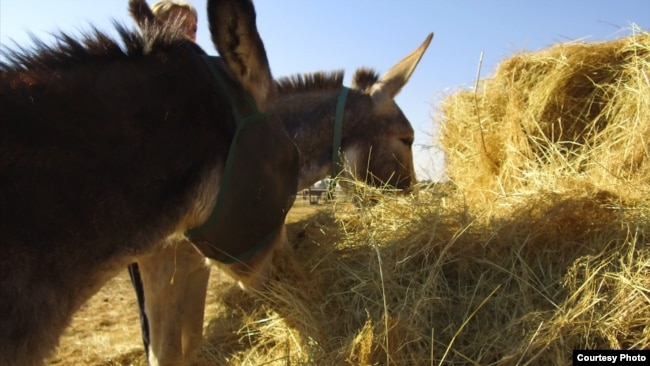 Rural, often poor South Africans, like Mpho Mashele, say they've been forced to sell their precious donkeys at a loss or face having them stolen by poachers who are keen to satisfy growing demand for donkey parts from the Chinese market. (Courtesy - Zaheer Cassim)