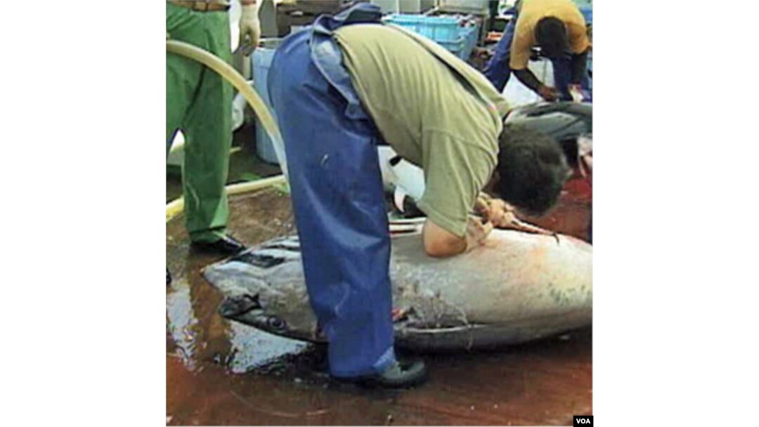 Seekor ikan tuna sirip baru sedang dipotong di atas sebuah kapal nelayan di Jepang.