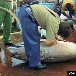 Seekor ikan tuna sirip baru sedang dipotong di atas sebuah kapal nelayan di Jepang.