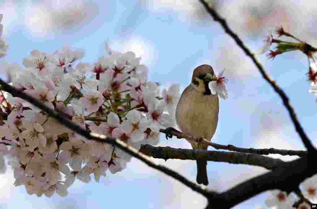 A sparrow drinks nectar of a cherry blossom at Ueno park in Tokyo, Japan.